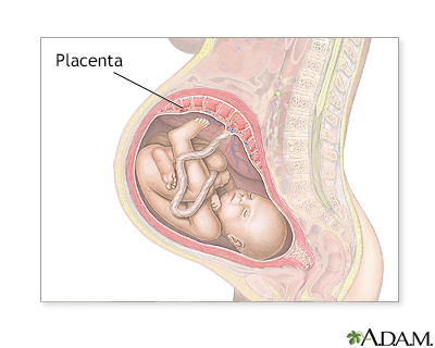 Placenta - Illustration Thumbnail                      