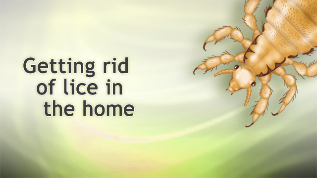 Getting rid of lice in the home